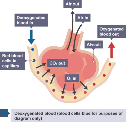 co2-gas-exchange co2-gas-exchange