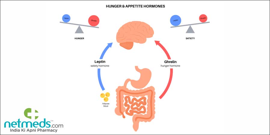 hunger ghrelin and leptin